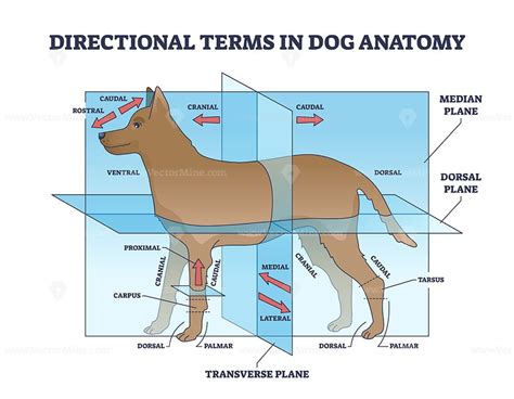 Transverse Plane Dog | ubicaciondepersonas.cdmx.gob.mx