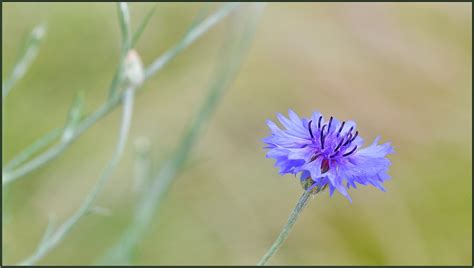 Easy Soft Blue | Happy cornflowers, blooming by the hundreds… | tdlucas5000 | Flickr