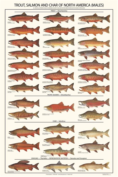 Trout, Salmon and Char ID Art Poster - Males | Fotos de peces, Trucha ...