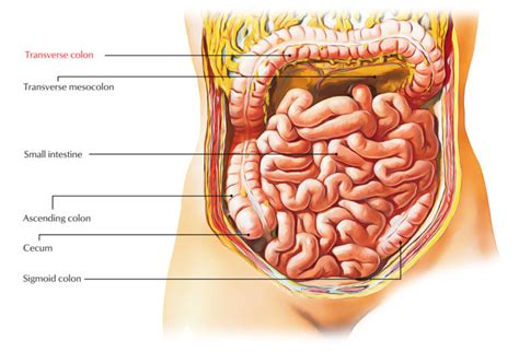 Easy Notes On 【Transverse Colon】Learn in Just 3 Minutes! – Earth's Lab