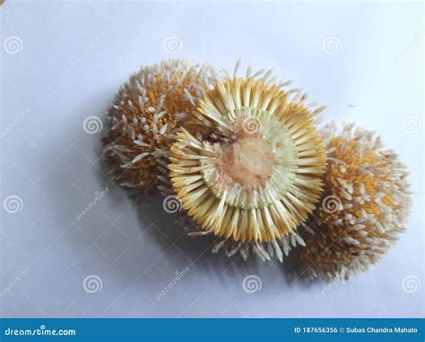 Sliced of Neolamarckia Cadamba in White Background . Stock Photo - Image of blooming, fruit ...