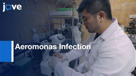 Aeromonas Infection Pathogenesis and Virulence Analysis | Protocol Preview - YouTube