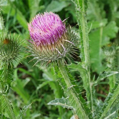 SCOTCH THISTLE Flower 4lb 1814g ORGANIC Dried Bulk Herb - Etsy