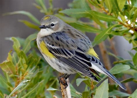 Yellow Rumped Warbler-(Myrtle)-male-I think???? - FeederWatch