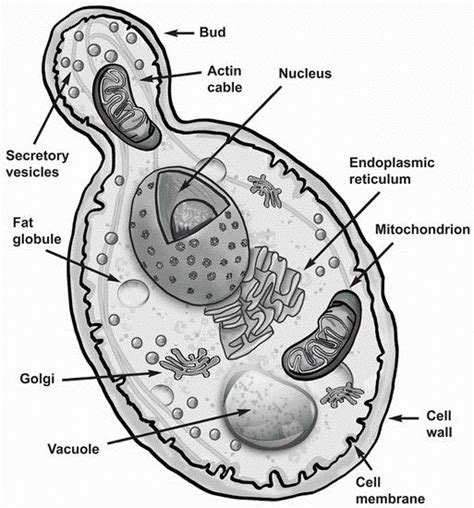 Model Organisms: Saccharomyces cerevisiae by Nairita Maitra