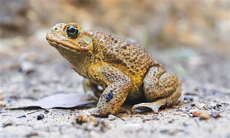 Captured toxic cane toad in Australia sparks fears - Newspaper - DAWN.COM