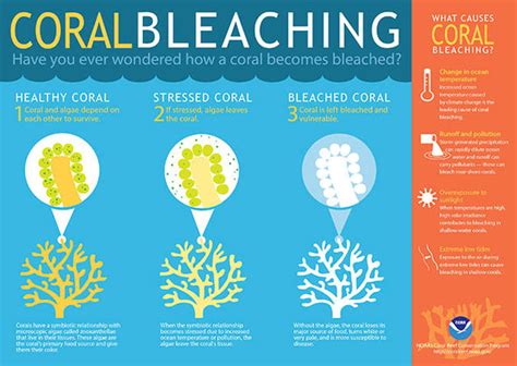 Great Barrier Reef MAPPED: latest images of devastating coral bleaching ...