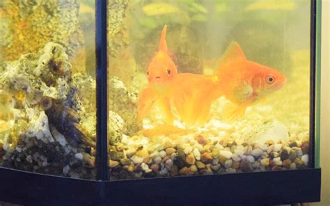 5 Best Aquarium Filter for Goldfish Tanks (Updated 2024) - AquariumNexus