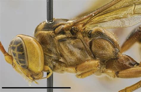 New wasp species discovered by Amazon rainforest scientists: What else ...