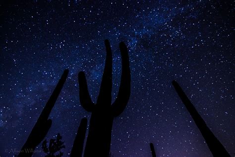 starry night in Saguaro National Park, AZ | Allison Williams | Flickr
