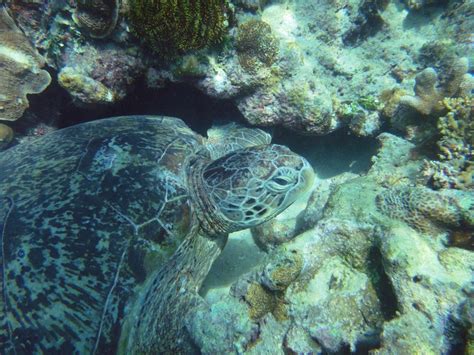 Turtle Island, Indonesia: Pulau Derawan, off Borneo