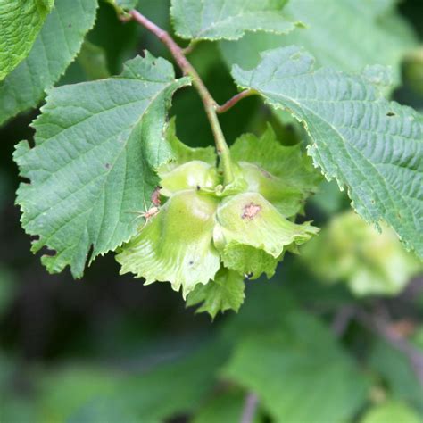 Corylus americana #3 (American Hazelnut) - Scioto Gardens Nursery