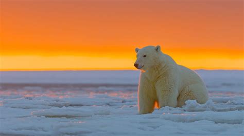 1920x1080 Resolution polar bear, alaska, snow 1080P Laptop Full HD Wallpaper - Wallpapers Den