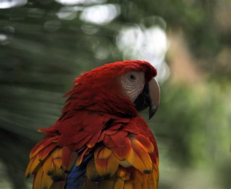 Macaw Parrot Free Stock Photo - Public Domain Pictures