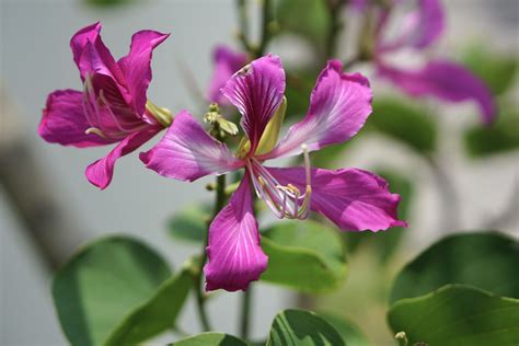 Hong Kong Orchid Tree Growing Profile