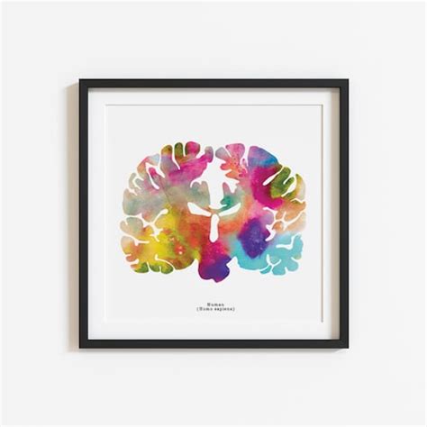 Human Brain Art Print 8.5 X 8.5 Watercolor - Etsy