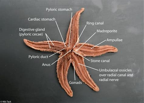 Sea Star Dissection: Explore the Internal Anatomy