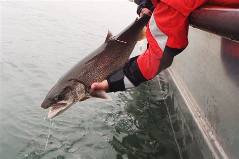 Lake Trout Have Been Documented Spawning at Depths of 300 Feet—a New ...