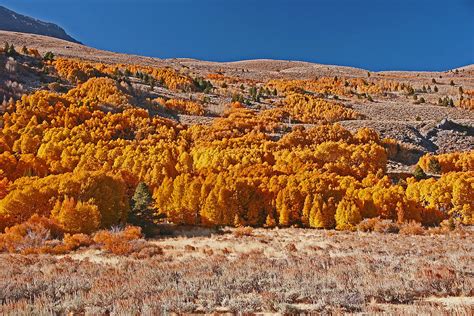 June Lake Loop Fall Colors Photograph by Michael Courtney