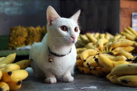 Can Cats Eat Bananas? - Cat Vet Info