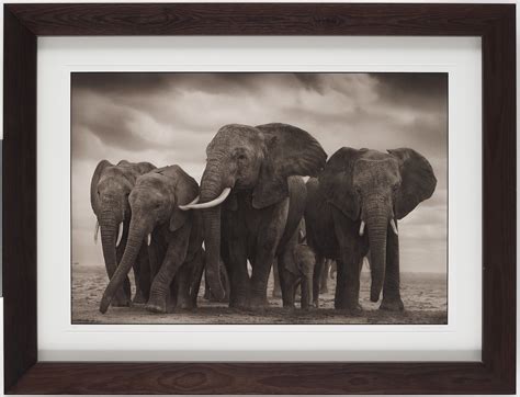 Nick Brandt, "Elephant Five, Amboseli", 2008. - Bukowskis