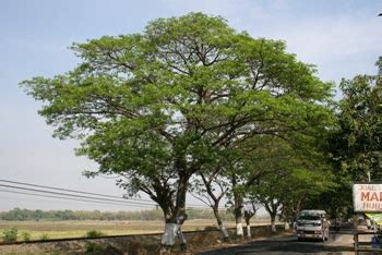 Pohon Trembesi, mampu menyerap 28 ton CO2 ! | Biodiversity Warriors