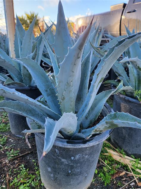 Agave Americana — GDNC Nursery