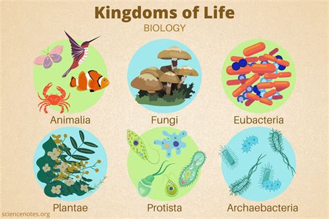 Kingdoms of Life in Biology