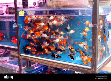 Aquarium pet shop selling goldfish in plastic bags in the fish market ...