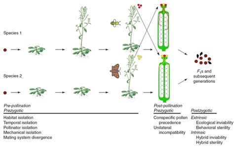 1: Reproductive isolating barriers in flowering plants (Modified from ...