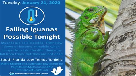 Iguanas Fall From Trees in South Florida as Temperatures Drop | Weather ...