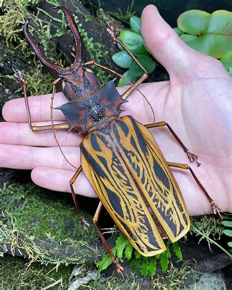 Sabertooth Longhorn Beetle: Identification, Life Cycle, Facts & Pictures