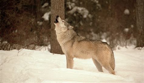 8 Incredible Wolf Facts Everyone Should Know