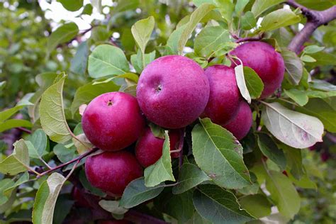 Super Dwarf Red Delicious Apple | PlantNet® Australia