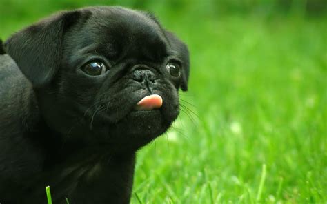 Black Pug photo and wallpaper. Beautiful Black Pug pictures