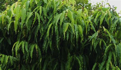 Monoon longifolium: Ashoka Tree benefits, grow and care tips