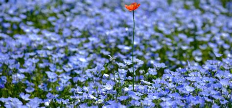 Millions Of Blue Flowers In A Japanese Park