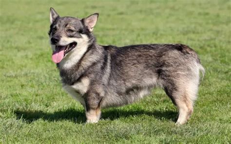 Where to Find Swedish Vallhund Puppies for Sale - Dogable