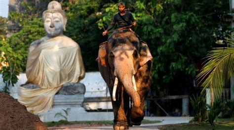 In Thailand, a white elephant fit for new king | World News - The ...