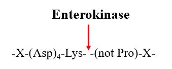 Enterokinase - Creative Enzymes