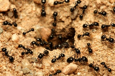 Pest Control: How Do I Get Rid of Ant Piles? | Cal-Cam Termite & Pest Control