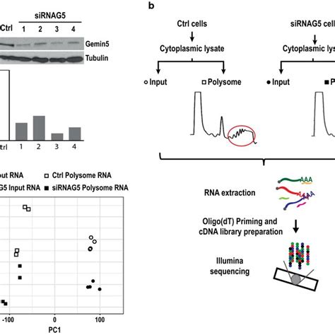 Flow-chart of the approach used to analyze Gemin5-dependent regulation... | Download Scientific ...