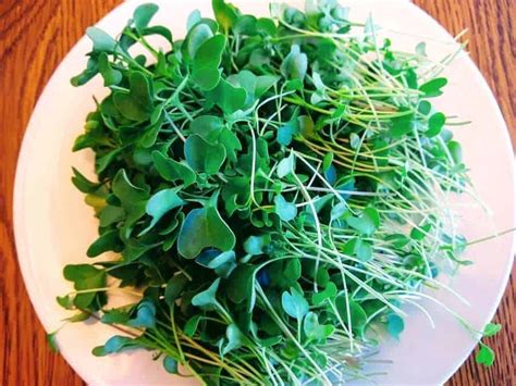 Can You Make Money Growing and Selling Microgreens? – Do Not Disturb ...