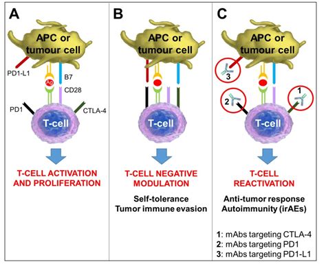 Figure 4. [Mechanism of Action of Immune...]. - Endotext - NCBI Bookshelf