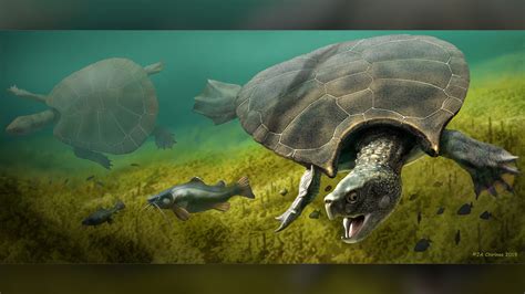 This may be the biggest turtle that ever lived | Live Science