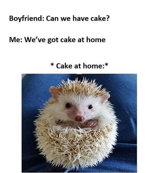 14 Funny Hedgehog Memes That Will Make You Smile | Page 2 of 3 | PetPress | Funny hedgehog, Make ...