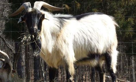 Spanish Goat Breed: Livestock Information