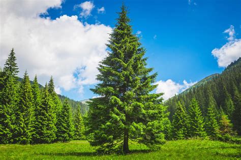 What gives pine trees that fresh scent? • Earth.com