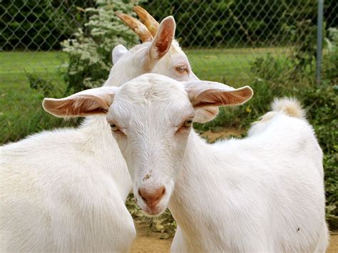 5 Best Dairy Goat Breeds for the Small Farm | Dairy goats, Goats, Goat farming