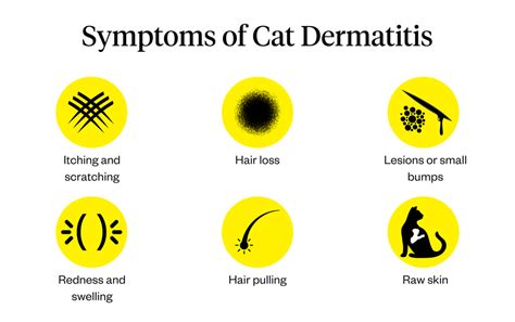 Cat Dermatitis: Symptoms, Causes Treatments, 47% OFF